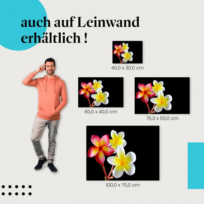 "Frangipani-Blüten" Leinwandbild. Finde die ideale Größe für dein Zuhause & setze Akzente mit Kunst!